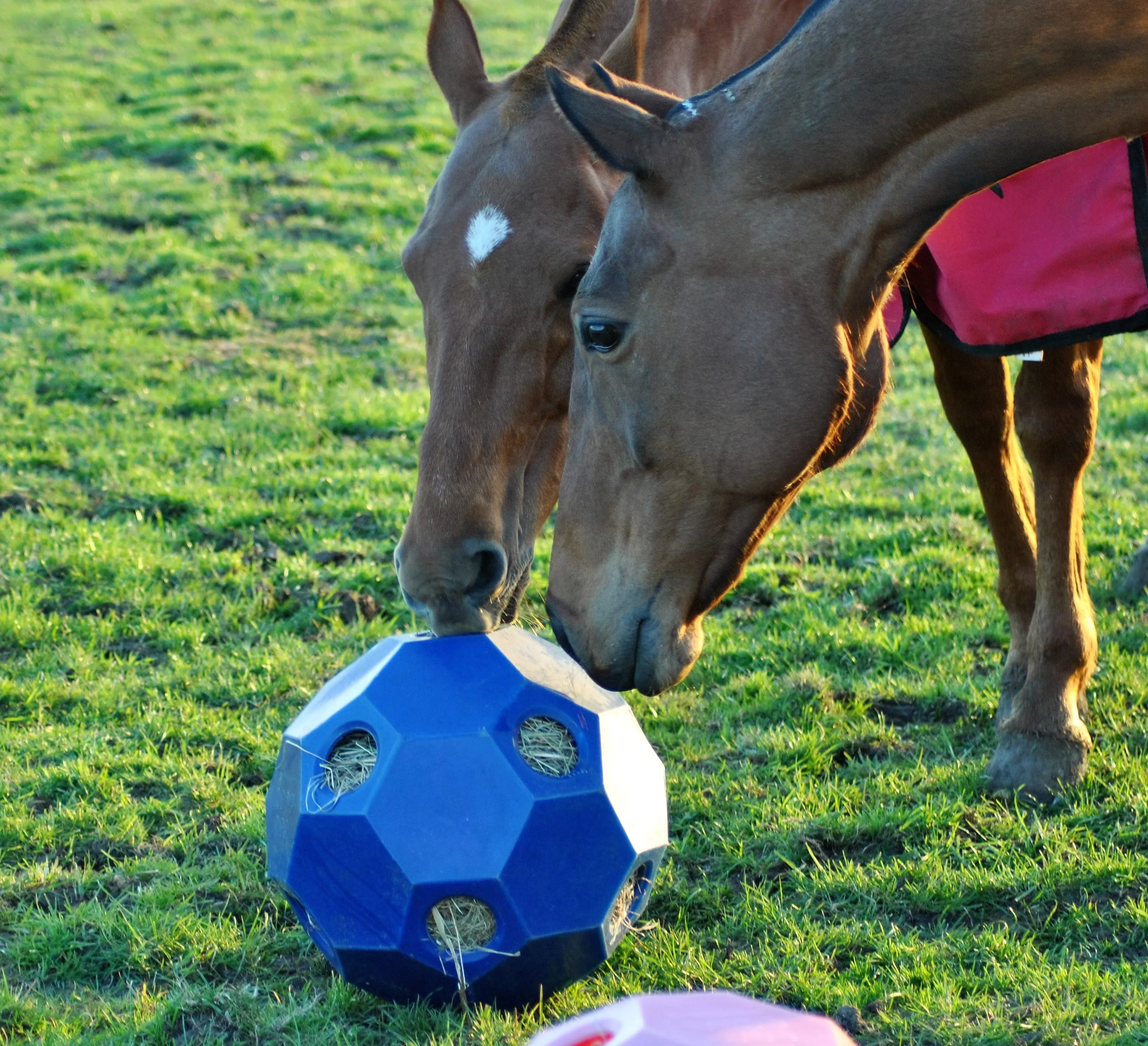 HayPlay Ball